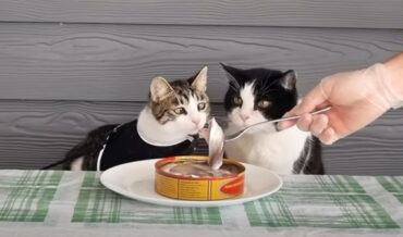 Cats React To The World’s Smelliest Food