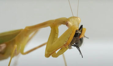 Oh Wow: Closeup Of A Praying Mantis Eating A Fly