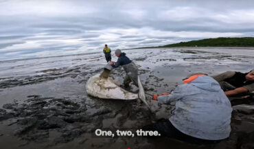 Kayakers Manage To Return Beached Beluga Whale To Water