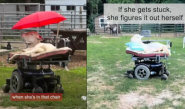 Paralyzed Sheep Learns To Drive Motorized Wheelchair