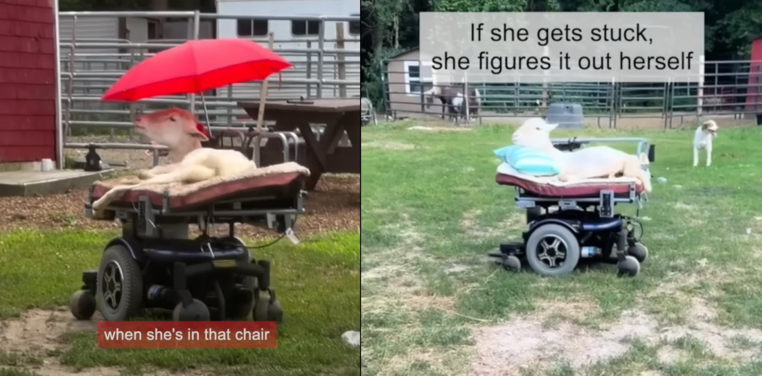 Paralyzed Sheep Learns To Drive Motorized Wheelchair
