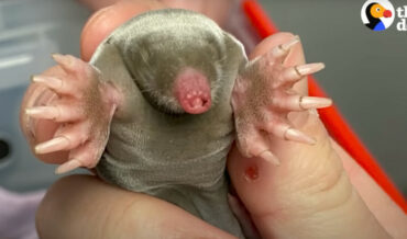 Rehabilitating A Baby Mole For Release Back Into The Wild