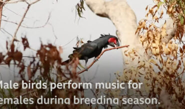 The Only Birds Known To Use Tools To Make Music