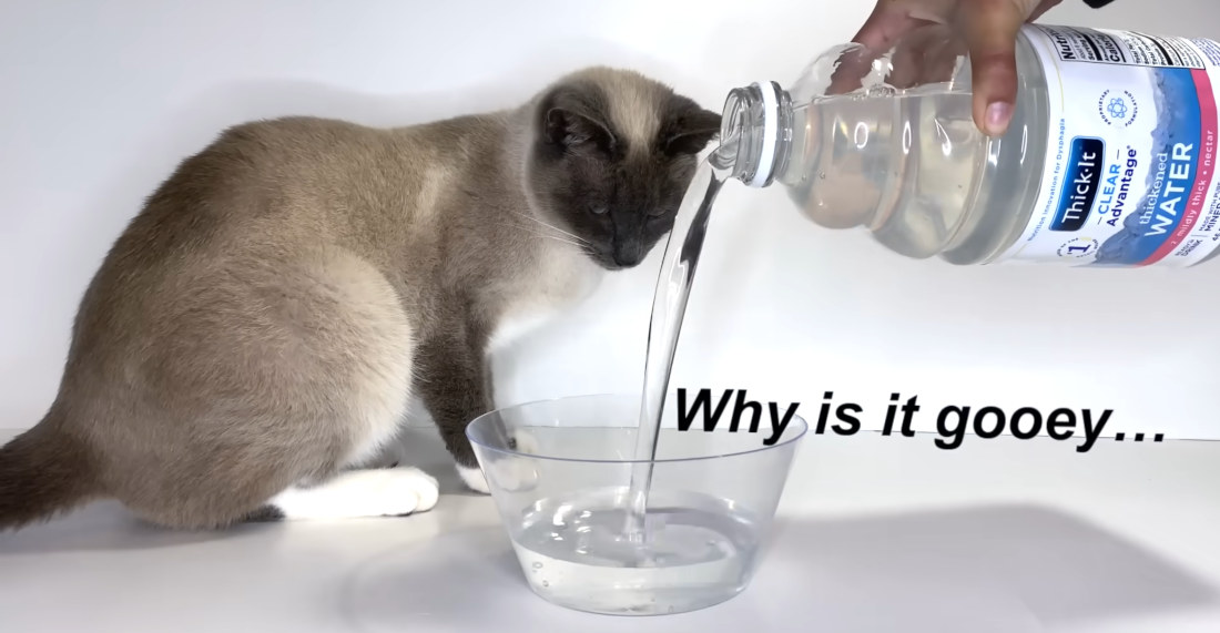Cats Try Thick (Gel) Water For The First Time