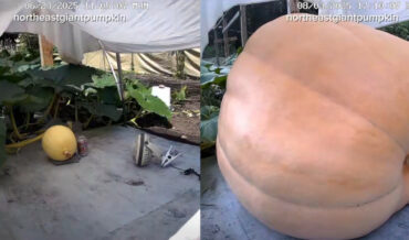 Timelapse Of 1200-Pound Pumpkin Growing Over 2 Months