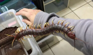 Pet Giant Centipede Measures Over 16″, Fatter Than A 1/4 Lb Hotdog