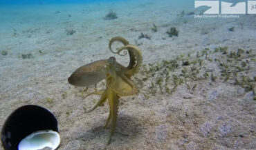 Robotic Spy Octopus Captures The Exciting Life Of A Coconut Octopus