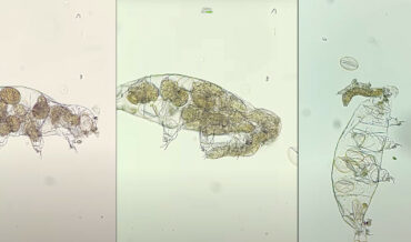 1000x View Of Tardigrades Hatching