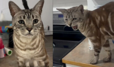 Cat That Cows Instead Of Meows
