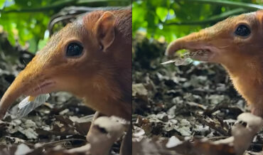 ASMR Of A Tiny Elephant Shrew Eating