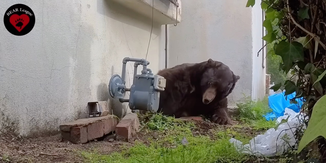 Evicting 550 Pound Bear Living Under A House