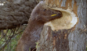 Beaver Biting Down A Tree To Build A Dam