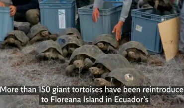 Giant Tortoises Return To Galapagos Island Where Previously Extinct