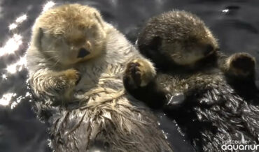 Sea Otters Holding Hands While They Sleep