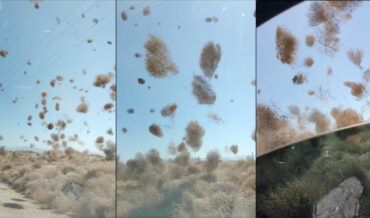 A Dust Devil Full Of Tumbleweeds