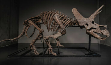 Full Juvenile Triceratops Fossil Going Up For Auction