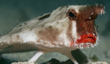 The Red-Lipped Batfish Has A Beard, Bioluminescent Horn, Walks