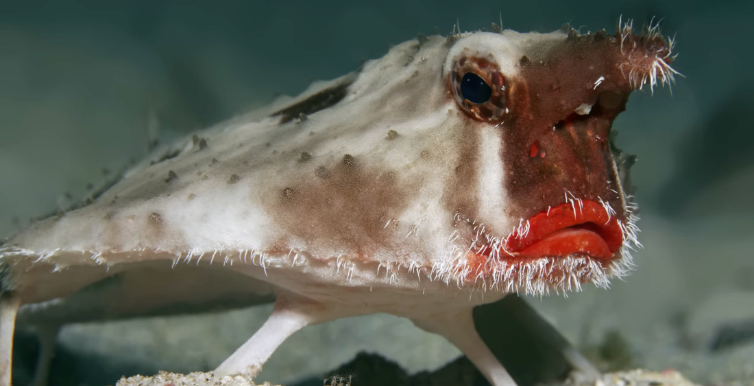 The Red-Lipped Batfish Has A Beard, Bioluminescent Horn, Walks
