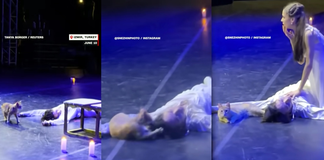 Stray Cat Crashes Romeo’s Death During Romeo And Juliet Ballet