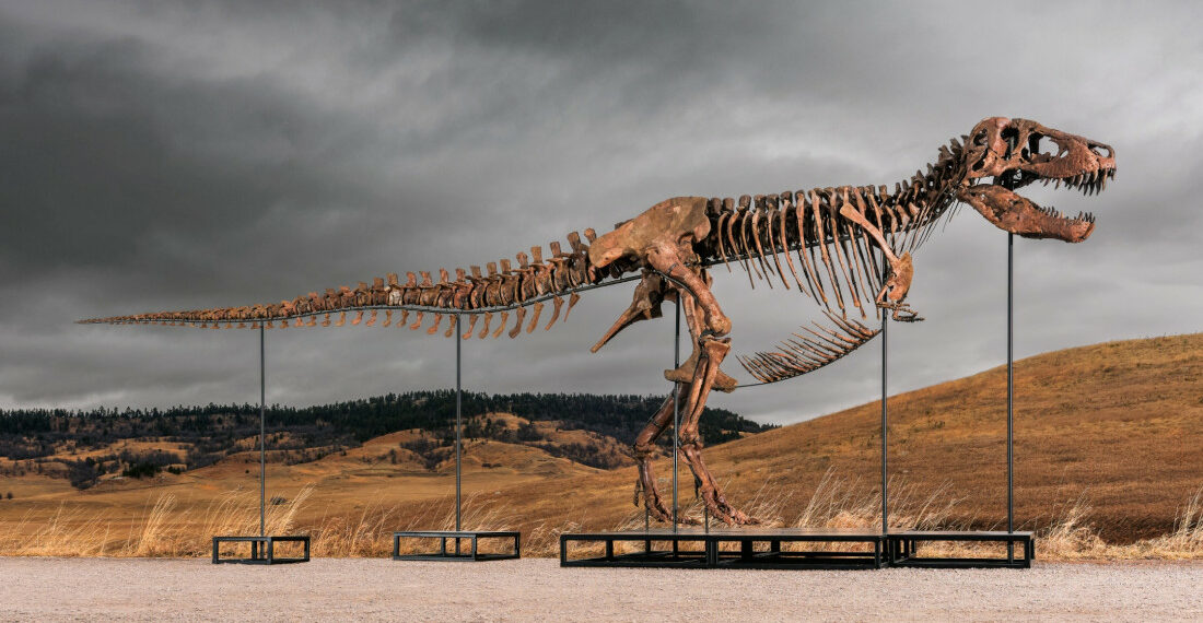 Gus The T-Rex Sells At Auction For Staggering $50.1 Million
