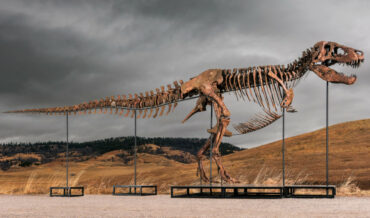 Gus The T-Rex Sells At Auction For Staggering $50.1 Million