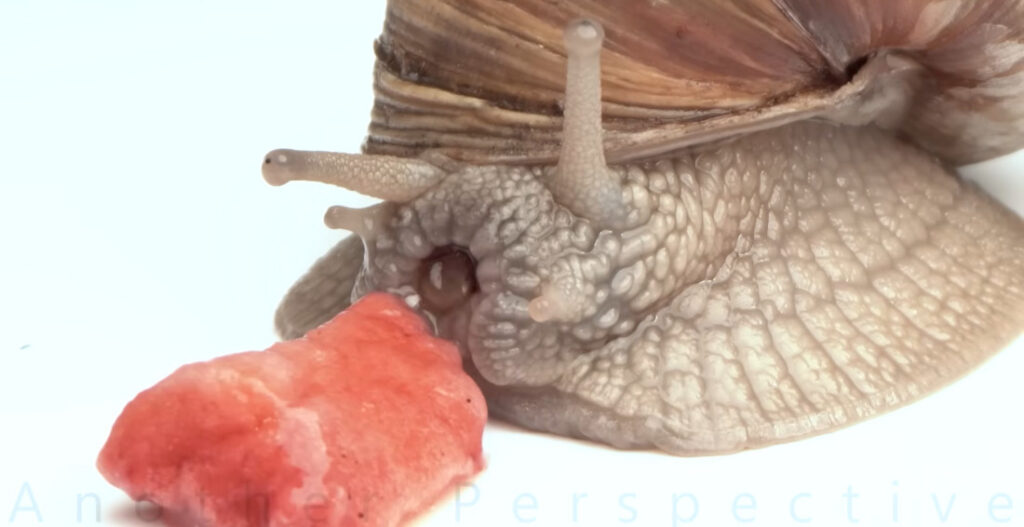 What The: Closeup Of A Snail Eating