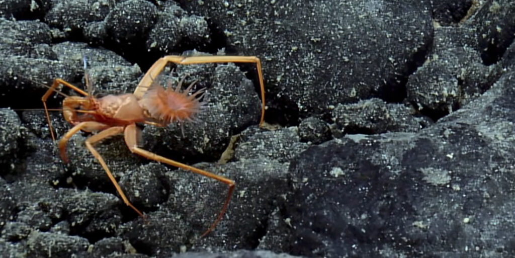 Crab Wearing An Anemone As A Backpack