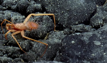 Crab Wearing An Anemone As A Backpack