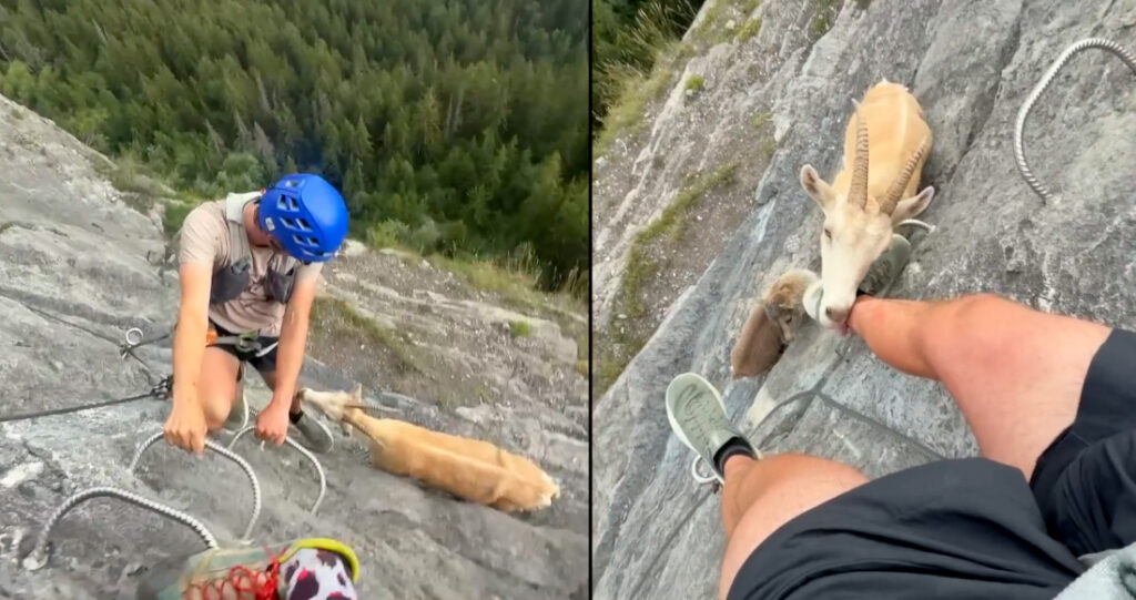 Mountain Goat Greets Climber On Rock Cliff With Some Leg Licks