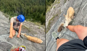 Mountain Goat Greets Climber On Rock Cliff With Some Leg Licks