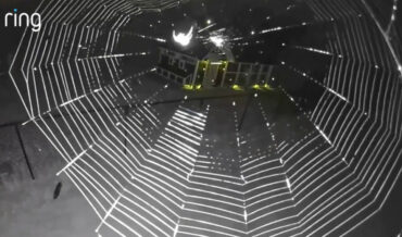 Watch A Spider Weave A Web In Front Of Ring Security Cam