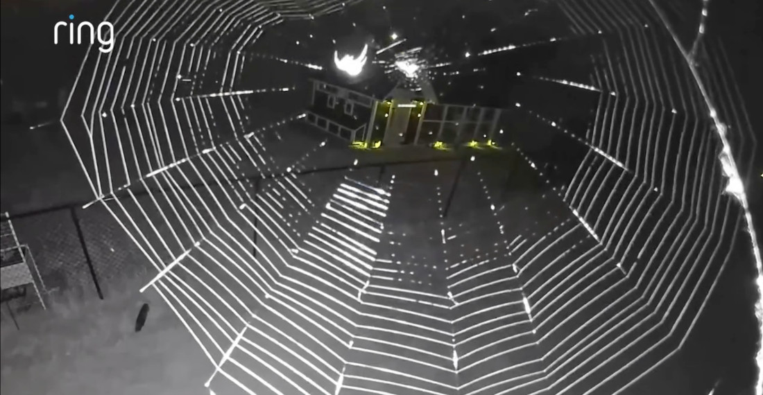Watch A Spider Weave A Web In Front Of Ring Security Cam