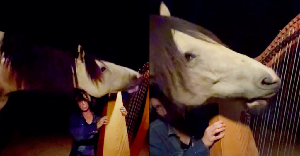 Horse Plays Harp, Is Recording Album With Human Caretaker