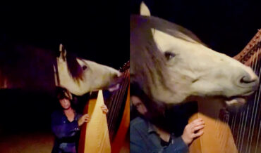 Horse Plays Harp, Is Recording Album With Human Caretaker